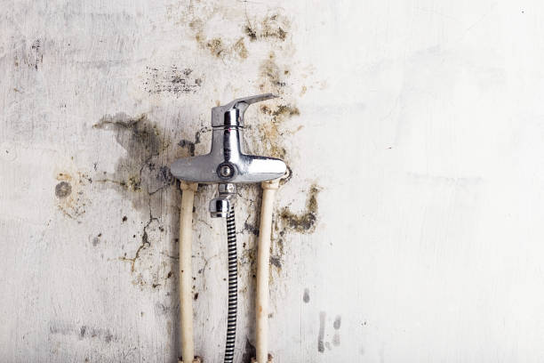 Best Mold Testing  in Burlington, VT