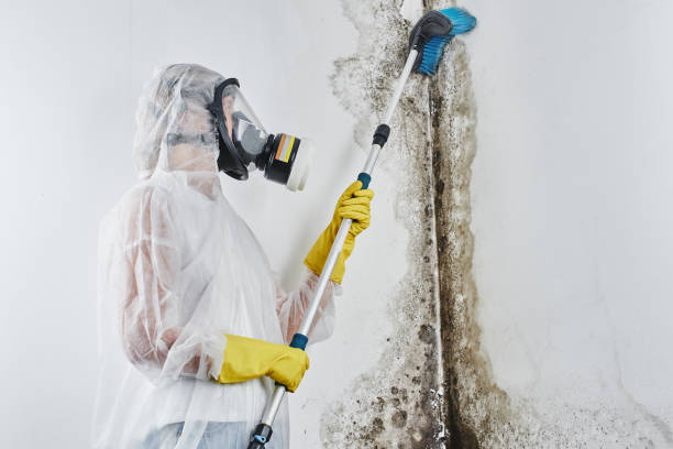Best Mold Removal Company Near Me  in Burlington, VT
