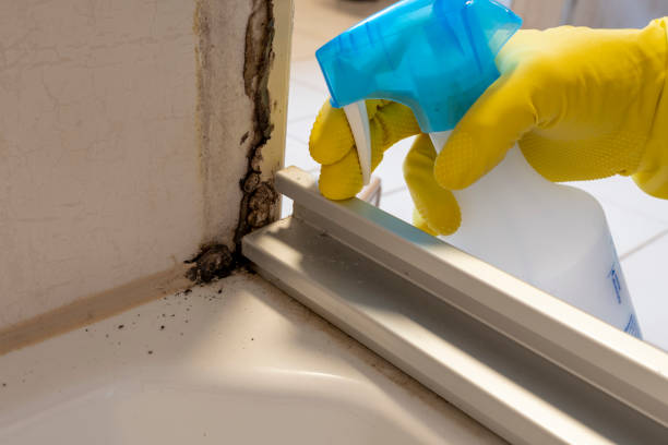 Best Toxic Mold Removal  in Burlington, VT
