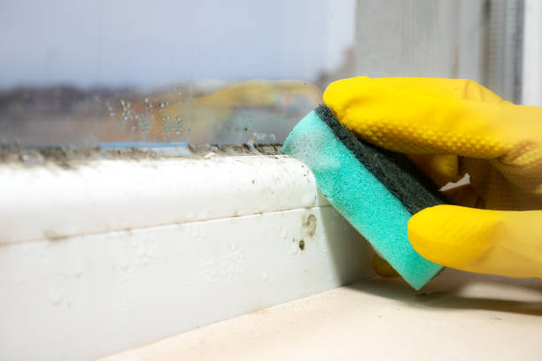 Best Mold Damage Repair  in Burlington, VT