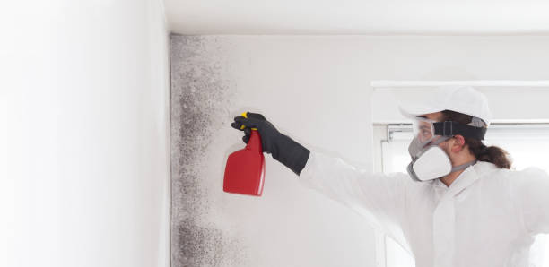Trusted Burlington, VT Mold Removal Experts