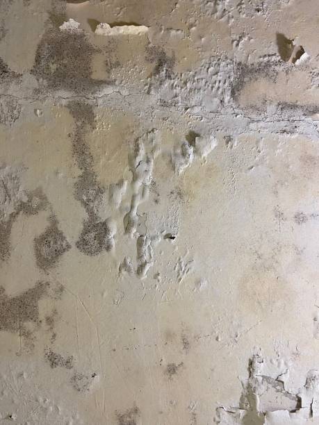 Mold Removal and Inspection in Burlington, VT