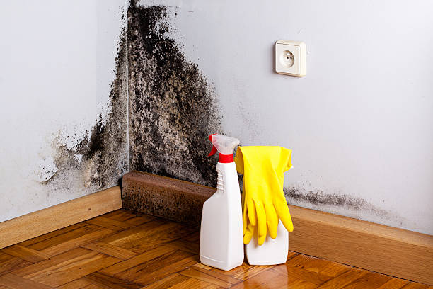 Best Mold Cleaning Services  in Burlington, VT