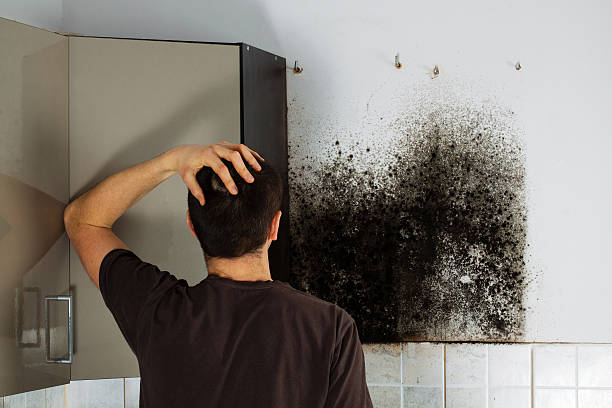 Best Mold Removal Near Me  in Burlington, VT