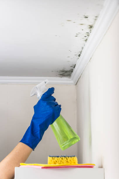 Best Certified Mold Removal  in Burlington, VT