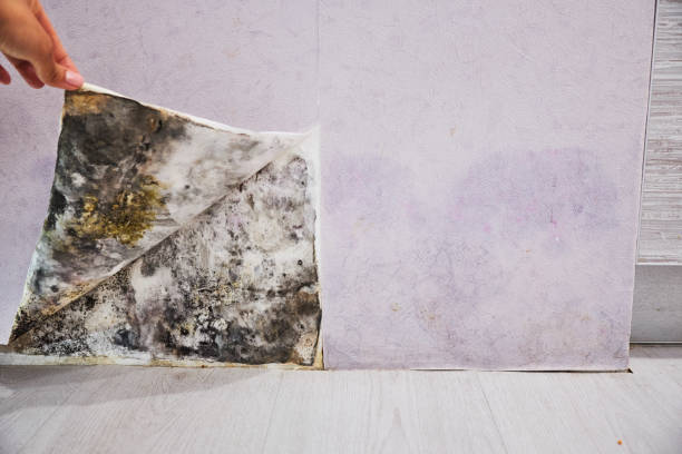 Best Affordable Mold Removal  in Burlington, VT